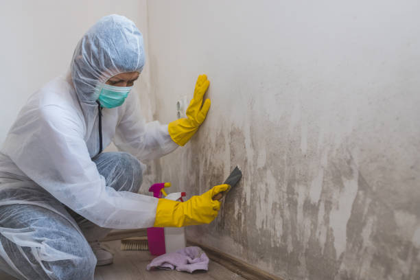 Best Mold Removal for HVAC Installations  in Cliffside Park, NJ