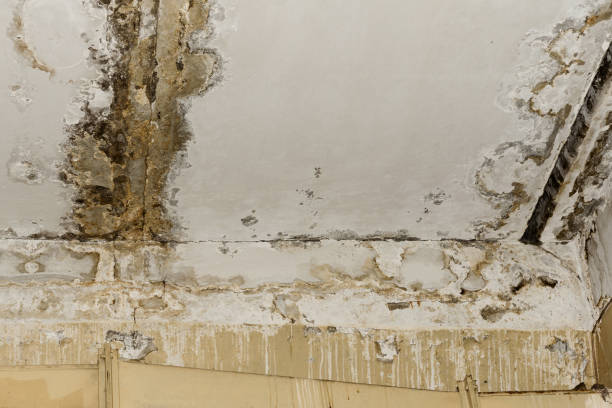 Best Asbestos and Lead Testing During Mold Inspection  in Cliffside Park, NJ