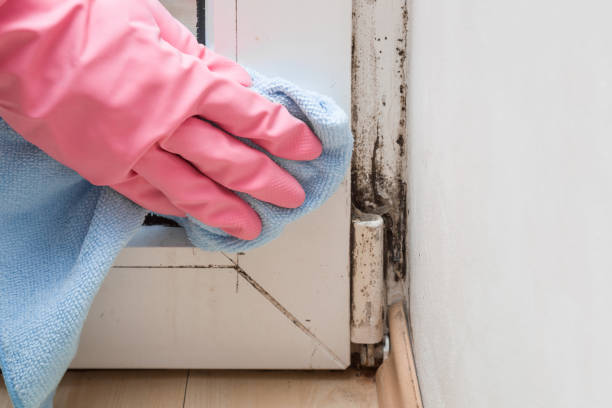 Best Emergency Mold Remediation  in Cliffside Park, NJ